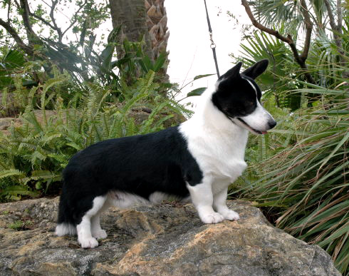 picture of dog