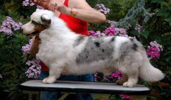 picture of dog