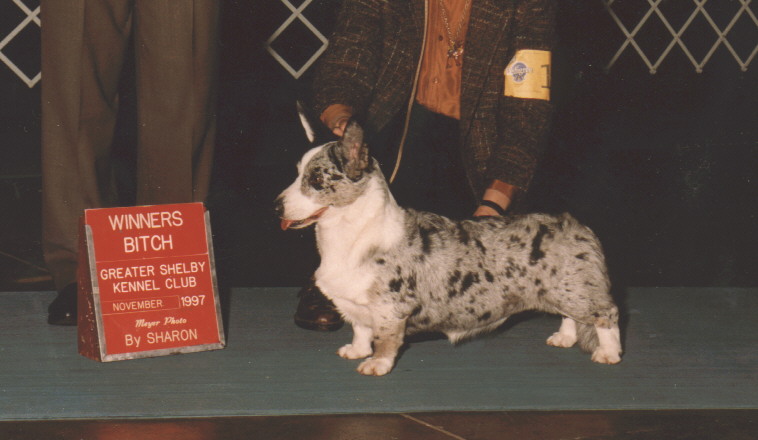 picture of dog